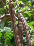 Drumstick tree ، moringa
